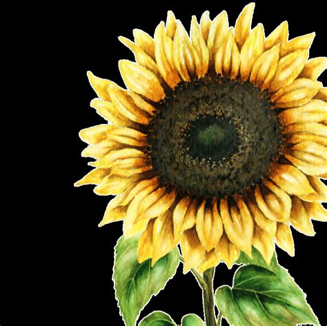 Sunflower Svg Bridal Shower 101