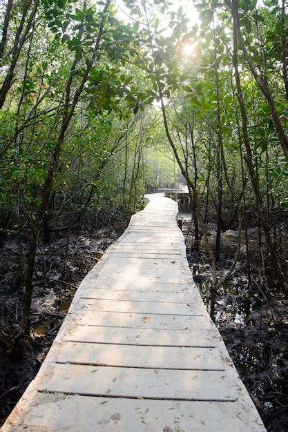 Camino En El Bosque De Manglar En Tailandia Foto Premium