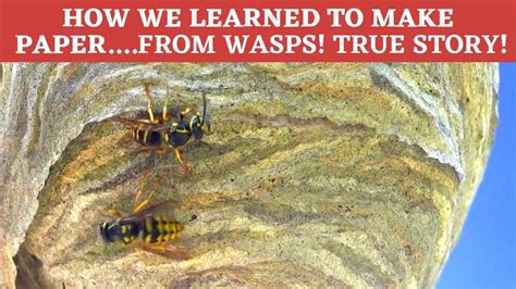 Did We Really Learn How To Make Paper From Paper Wasps Youtube