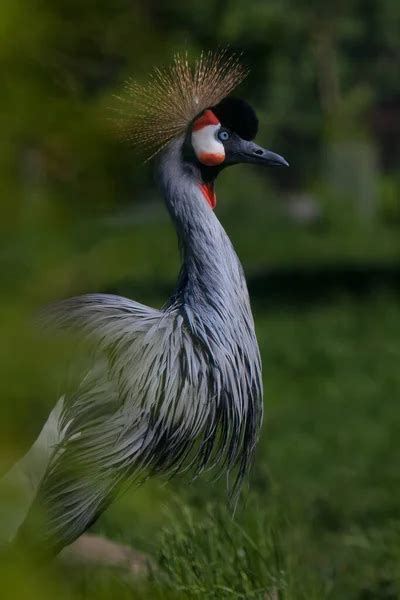 A crowned crane Stock Photos, Royalty Free A crowned crane Images ...