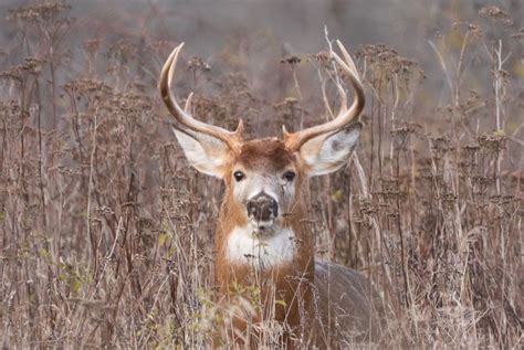 8 Point Buck Smithsonian Photo Contest Smithsonian Magazine