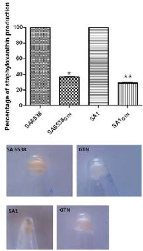 Figure 2 From Glyceryl Trinitrate Blocks Staphyloxanthin And Biofilm