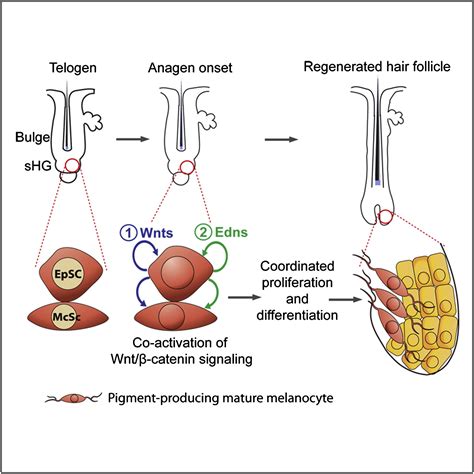 Coordinated Activation Of Wnt In Epithelial And Melanocyte Stem Cells