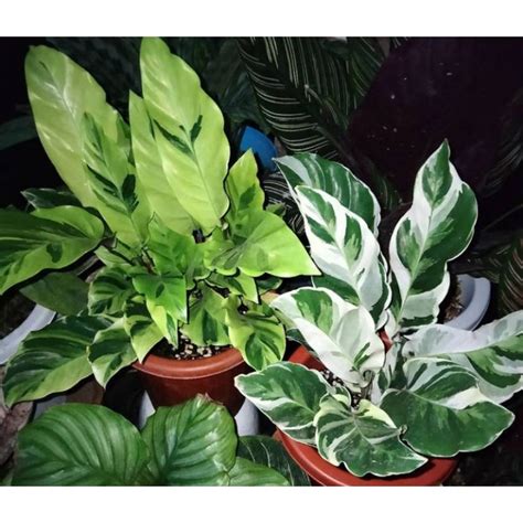 Jual Paket Tanaman Dua Jenis Calathea Indonesia Shopee Indonesia