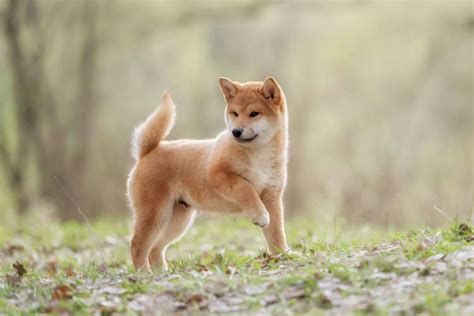 【獣医師監修】柴犬の性格や飼い方、しつけについて。基本を知って仲良くなろう Peco（ペコ）