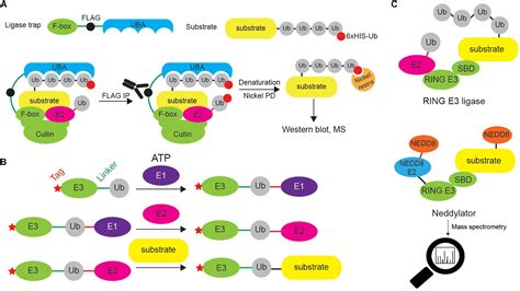 Frontiers Resolving The Complexity Of Ubiquitin Networks