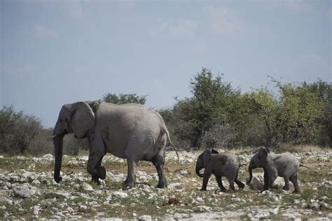 21 Interesting Elephant Facts About The Largest Land Animal On Earth