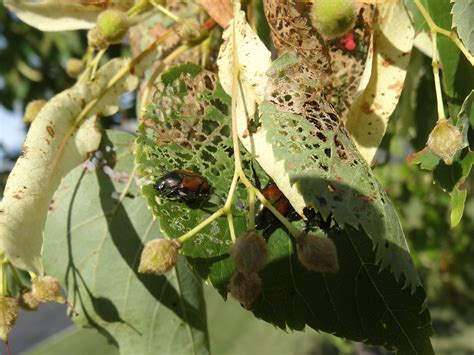 Rose chafer and Japanese beetle populations high in parts of state