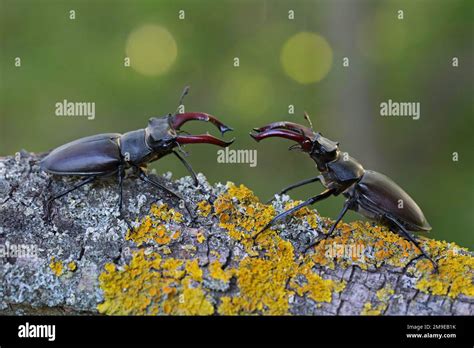 Escarabajo de ciervo Lucanus cervus dos machos con mandíbulas