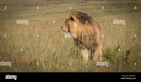 The King Of The Beasts Stock Photo Alamy