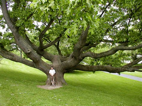 A Big Oak Tree In The Park Flickr Photo Sharing