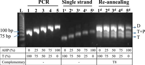 λ-exonuclease digestion of PCR amplicons (81 bp, primer P6 and P7p ...