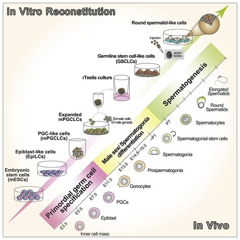 In Vitro Reconstitution Of The Whole Male Germ Cell Development From