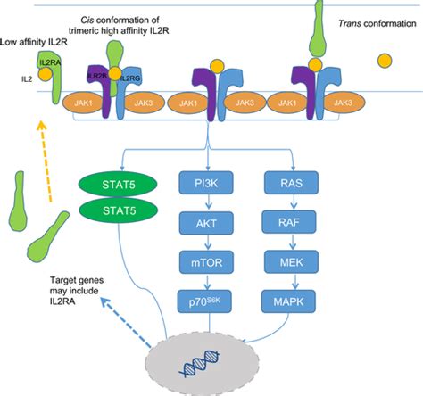 The Emerging Role Of Anti‐cd25 Directed Therapies As Both Immune Modulators And Targeted Agents