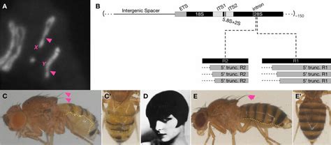 The Ribosomal Dna Rdna And Bobbed Phenotype Of Drosophila