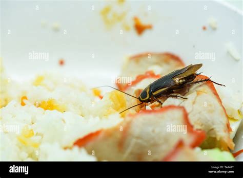 dirty food / cockroaches eating rice food living in the kitchen at house / close up of ...