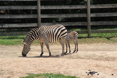 39 Cute Photos Of The Metro Richmond Zoo In Virginia Boomsbeat