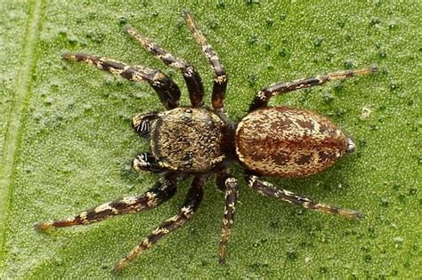 Jumping Spider Pelegrina Aeneola BugGuide Net