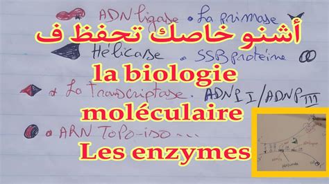 Les Enzymes En Biologie Moléculaire Enzymes De Replication Et Enzymes