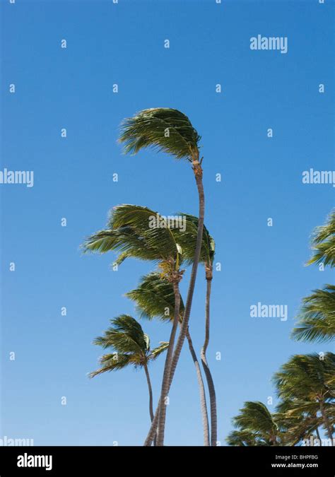 Palm Tree Waving In The Sea Breeze Stock Photo Alamy