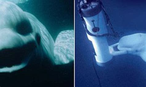 Incredible Audio Reveals White Whale Trying To Make Contact With Humans