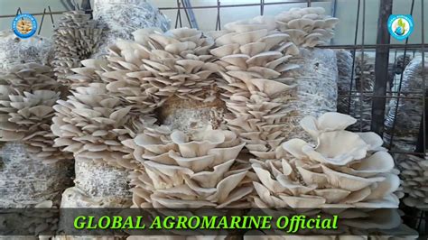 Mushroom Farming Oyster Mushroom Cultivation Of Samiun Agromarine