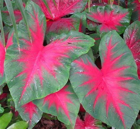 Florida Cardinal Caladium 3 Bulbs Burgundy Dark Green Caladium