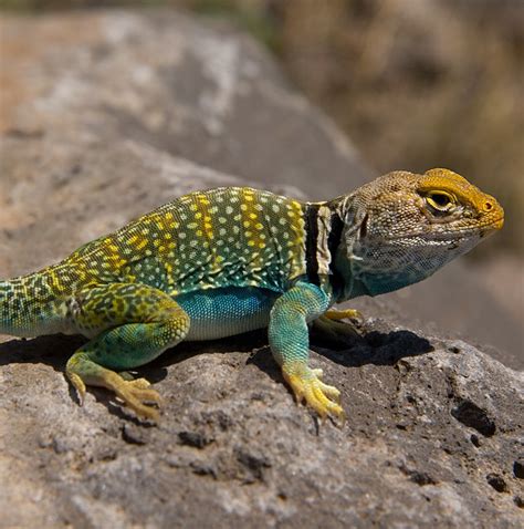 Eastern Collared Lizard A Brightly Colored Speckled Lizard Flickr