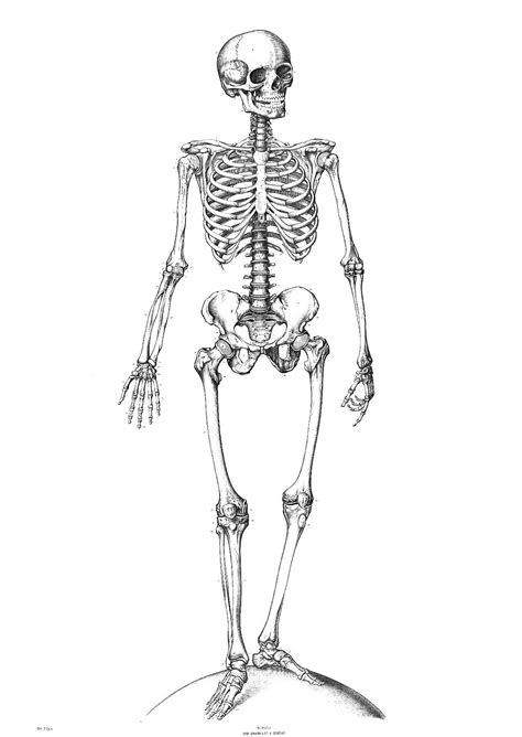 Coloring Page Skeleton Free Printable Coloring Pages Img 9340