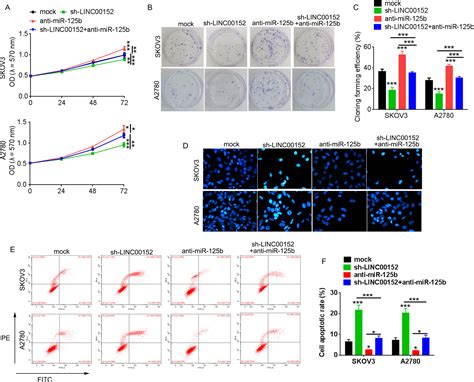 Long Noncoding Rna Linc00152 Promotes Cell Proliferation Through