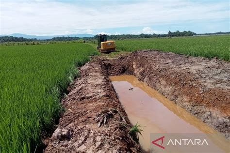 Dinas Pertanian 1 500 Ha Sawah Di Mukomuko Terima Benih Padi ANTARA