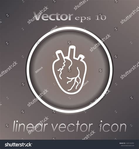 Anatomical Heart Isolated Muscular Organ Humans Stock Vector Royalty