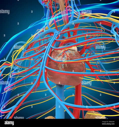 Circulatory System Wallpaper