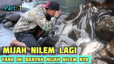 PROSES IKAN NILEM MIJAH DI SUNGAI CITANDUY YouTube