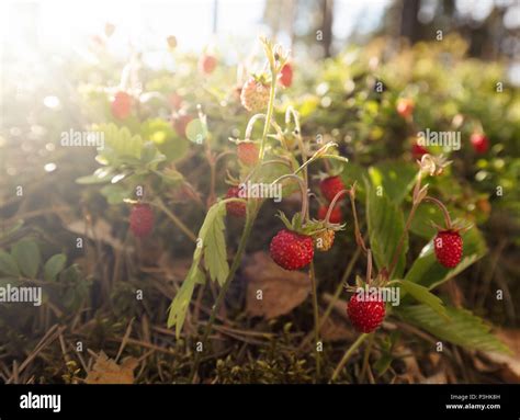 Las Fresas Silvestres Que Crecen En Un Entorno Natural Las Fresas