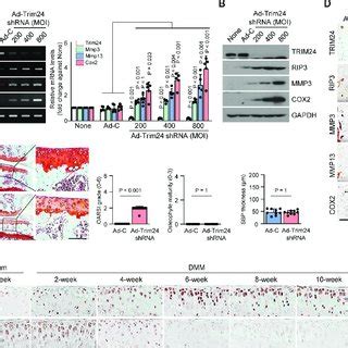 Modulation Of Receptor Interacting Protein Kinase 3 RIP3 Expression