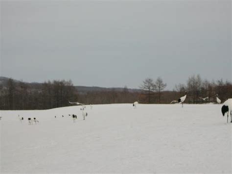 Tsurui Ito Red Crowned Crane Sanctuary Tsurui Mura 2021 All You