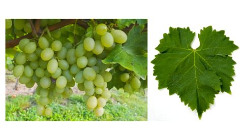 Uva Italia - STROWINE