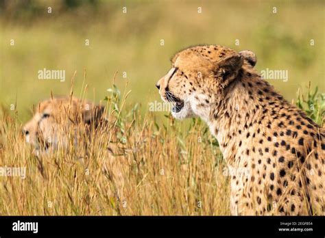 Cheetah Acinonyx Jubatus Brothers On The Look Out Letaba District