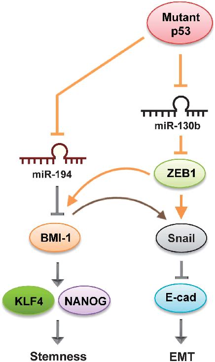 Schematic Model Indicating Proposed Mechanisms By Which Mutant P53 GOF