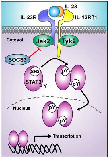 Cells Free Full Text Decoding Il 23 Signaling Cascade For New