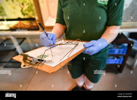 Vietnamese Stick Insect Hi Res Stock Photography And Images Alamy