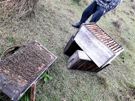 Mortandade De Abelhas No Parov Ultrapassa Mil De Preju Zo