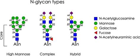 Types Of N Glycans The Three Different Types High Mannose Complex