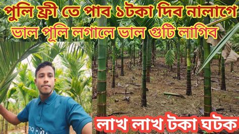 পুলি ফ্ৰী তে পাব ১টকা দিব নালাগে ভাল তামোল পুলি লগাই লাখ লাখ টকা