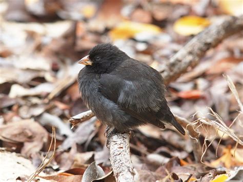 Small Ground Finch Small Ground Finch Geospiza Fuligi Flickr