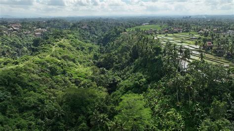 rice field rice terrace Bali nature aerial footage 4k 38576917 Stock ...