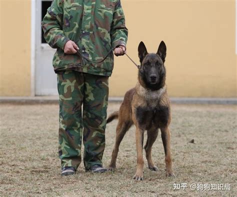 马犬为什么会成为优秀的“警犬”？这几点没有狗可以替代 知乎