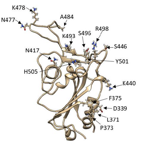 Comparison Between Sars Cov Rbd Wild Type And Sars Cov Rbd Omicron