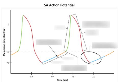 Sa Node Action Potential Diagram Quizlet